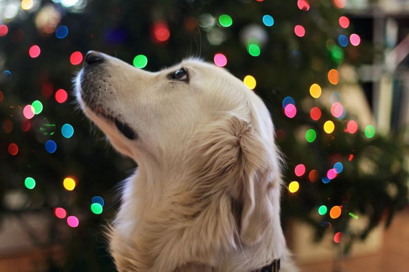 dog on garland background